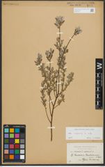 Foto von Salix repens subsp. repens L.